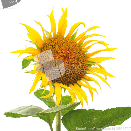 Image of Sunflower flower