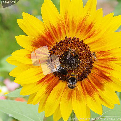 Image of Sunflower flower