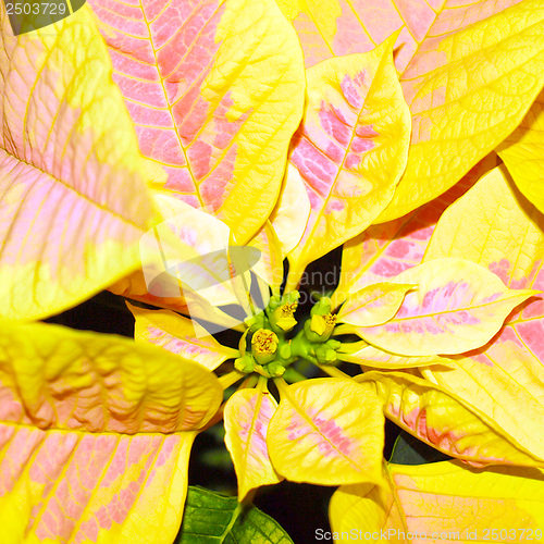 Image of Poinsettia