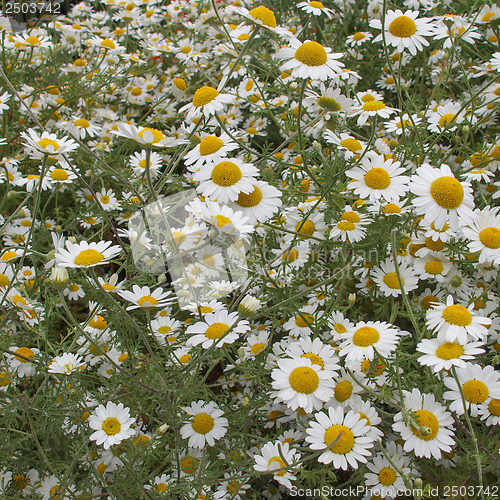 Image of Camomile flower