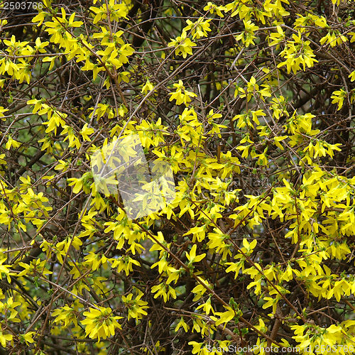 Image of Forsythia flowers