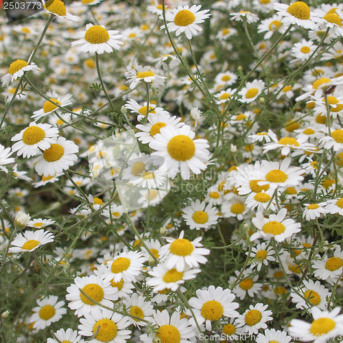 Image of Camomile flower