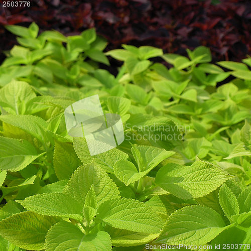 Image of Coleus Nettle plant