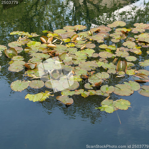 Image of Waterlily