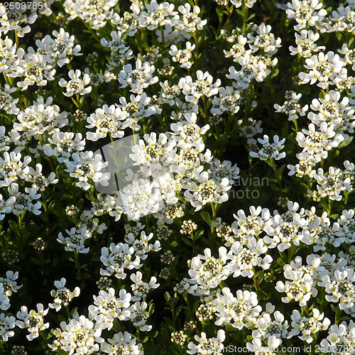 Image of Lilium flowers