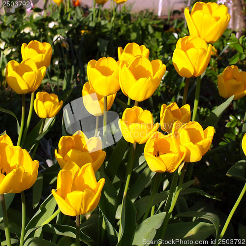 Image of Tulips