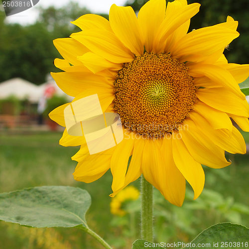 Image of Sunflower flower