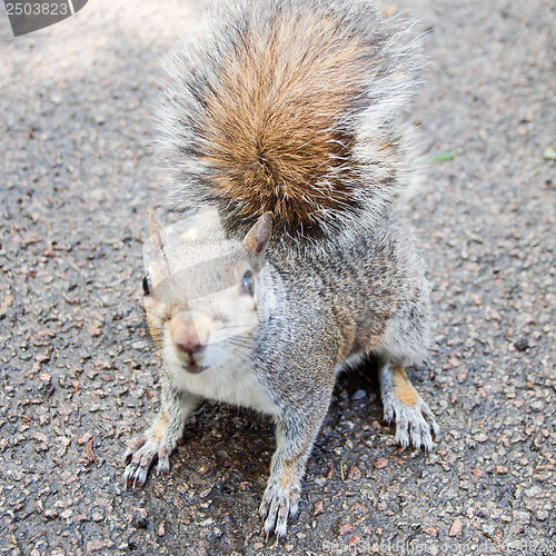 Image of Squirrel