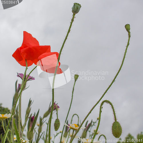 Image of Papaver flower