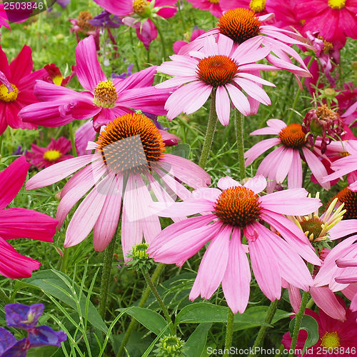 Image of Daisy flower