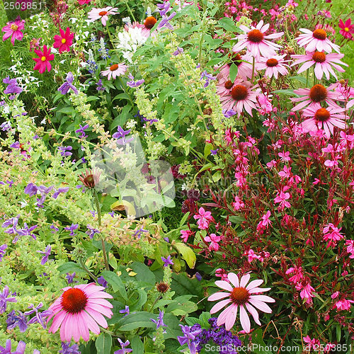 Image of Flowers