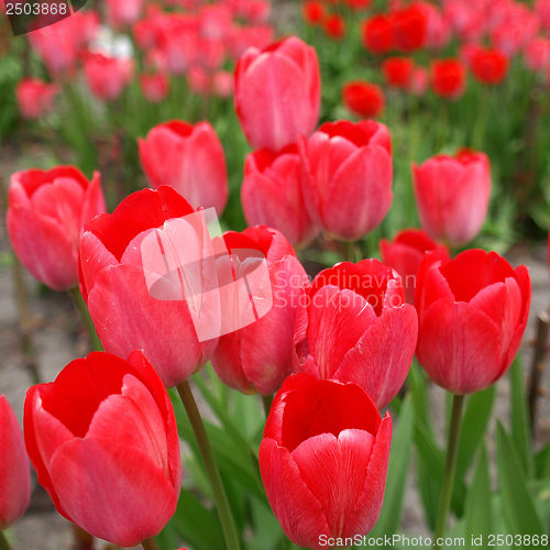 Image of Tulips