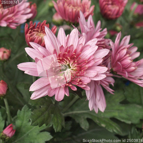 Image of Chrysanthemum picture