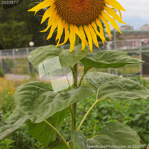 Image of Sunflower flower