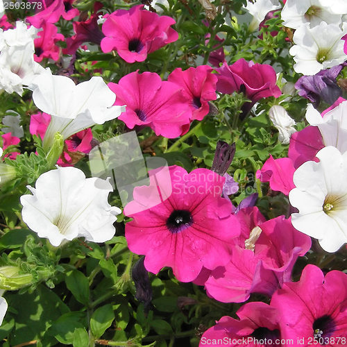 Image of Flower picture