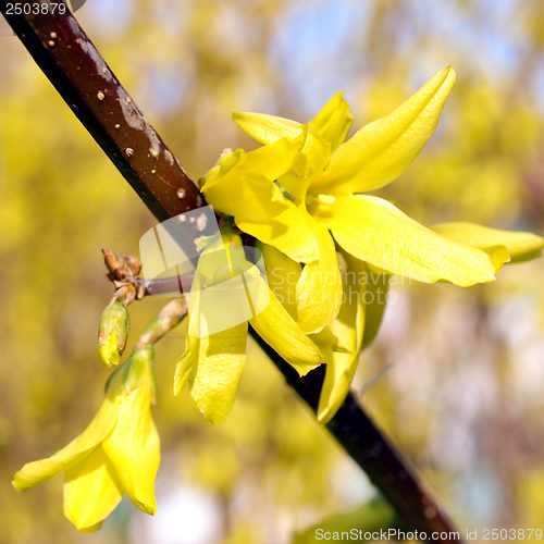 Image of Forsythia picture