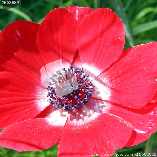 Image of Flower picture