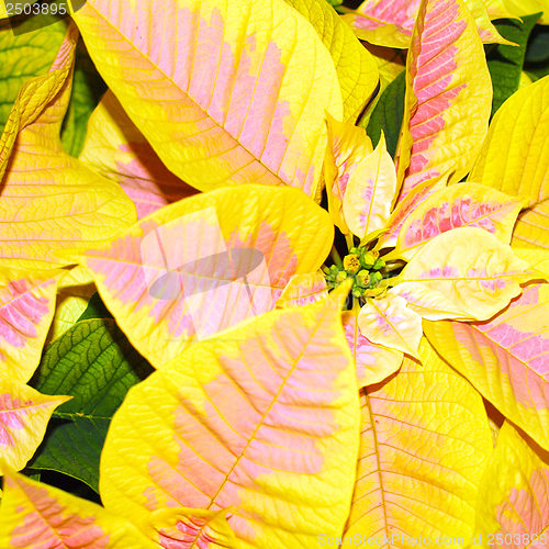 Image of Poinsettia