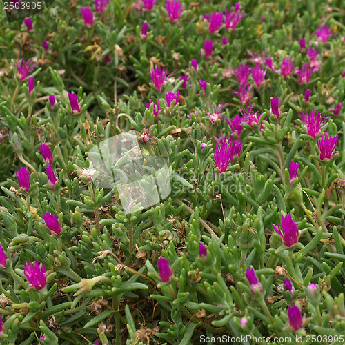 Image of Flowers