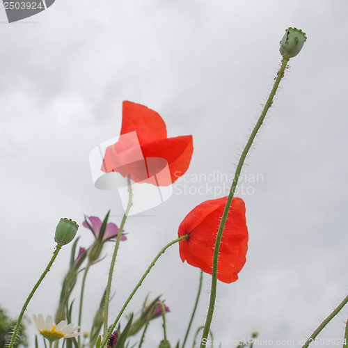 Image of Papaver flower