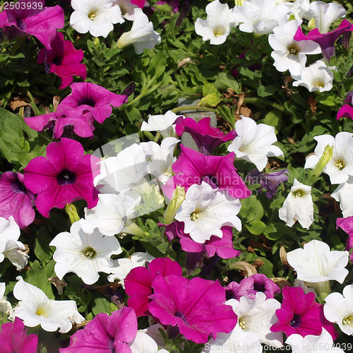 Image of Flowers