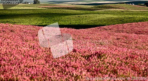 Image of Pink flower alfalfa 