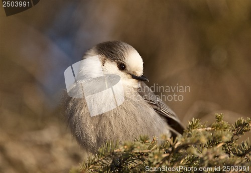 Image of Baby Gray Jay