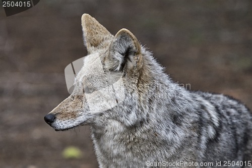 Image of Wild Timber wolf