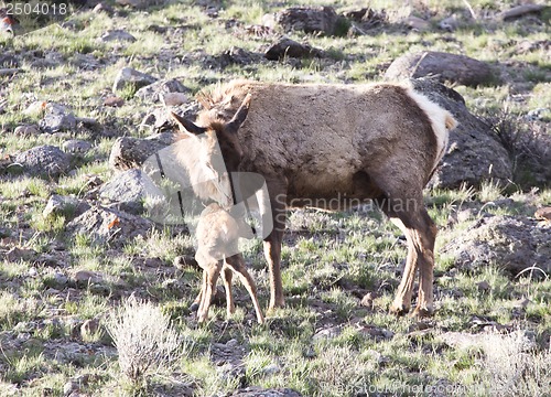 Image of Yellowstone National Park