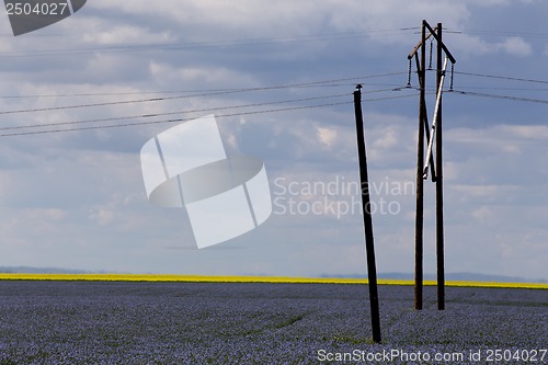 Image of Flax and canola crop