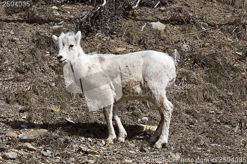 Image of Rocky Mountain Sheep
