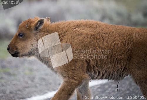 Image of Yellowstone National Park