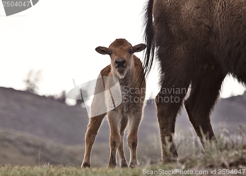 Image of Yellowstone National Park