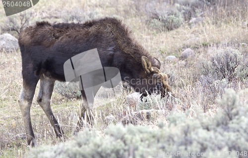 Image of Yellowstone National Park