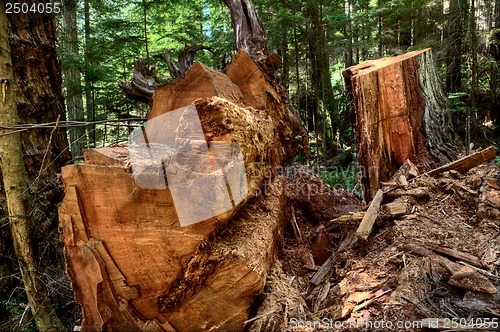 Image of Giant Redwoods California