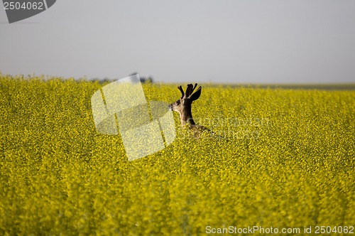 Image of Mule Deer Buck