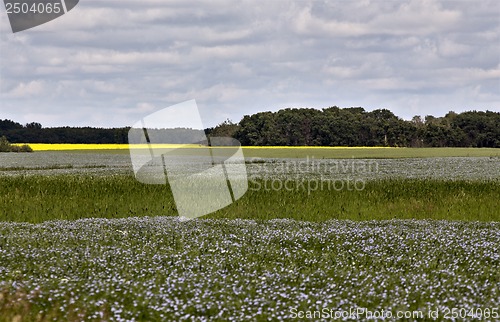 Image of Flax Bloom