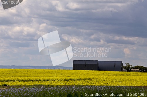 Image of Flax and canola crop