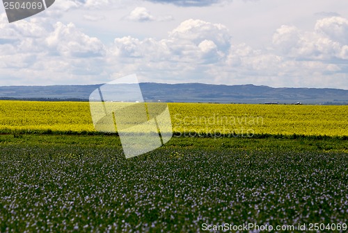 Image of Flax and canola crop