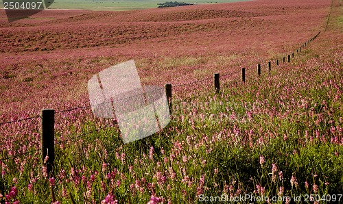 Image of Pink flower alfalfa 