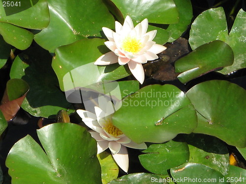 Image of Water Lillies