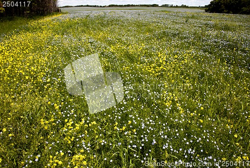 Image of Flax and canola crop