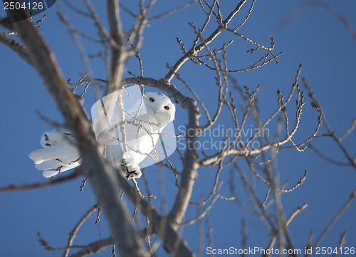 Image of Snowy Owl in Tree