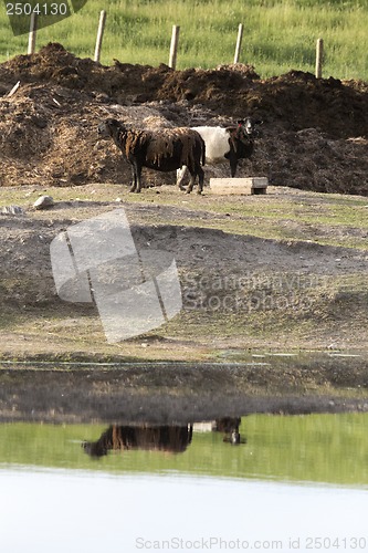 Image of Sheep in Pasture