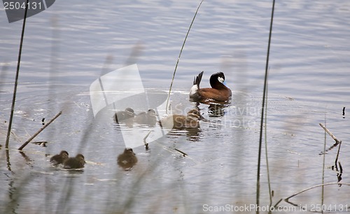 Image of Ruddy Duck and Babies