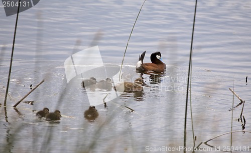 Image of Ruddy Duck and Babies