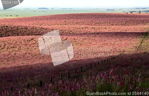 Image of Pink flower alfalfa 