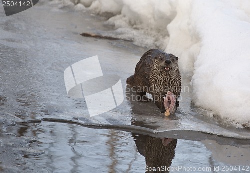 Image of Otter in Winter