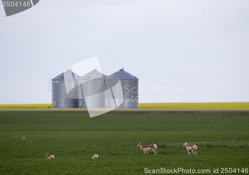 Image of Pronghorn Antelope