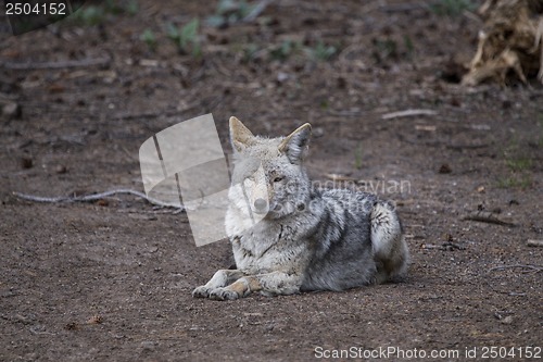 Image of Wild Timber wolf